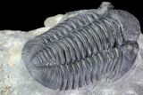 Large, Gerastos Trilobite Fossil - Well Prepared #86393-3